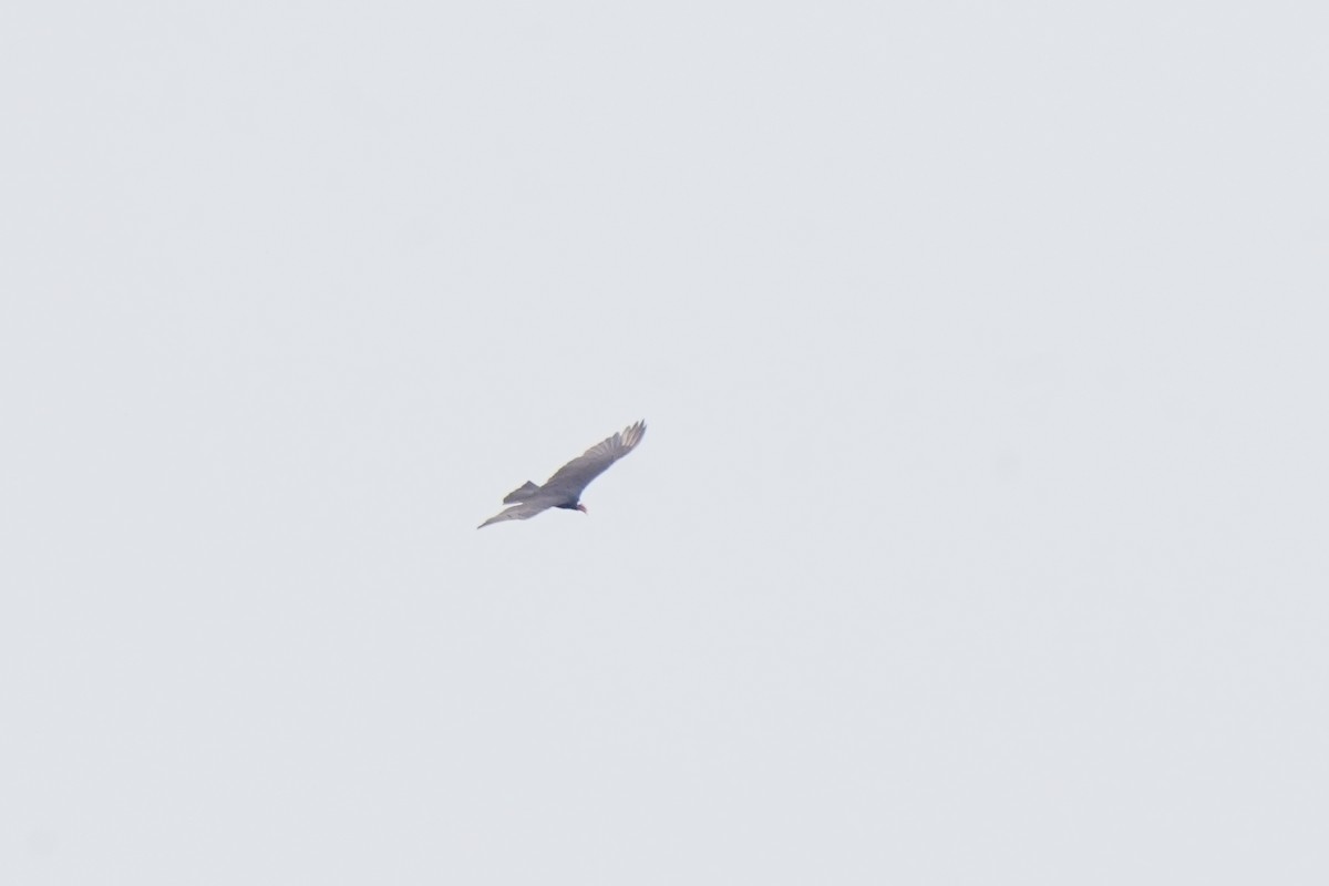 Turkey Vulture - ML549940481