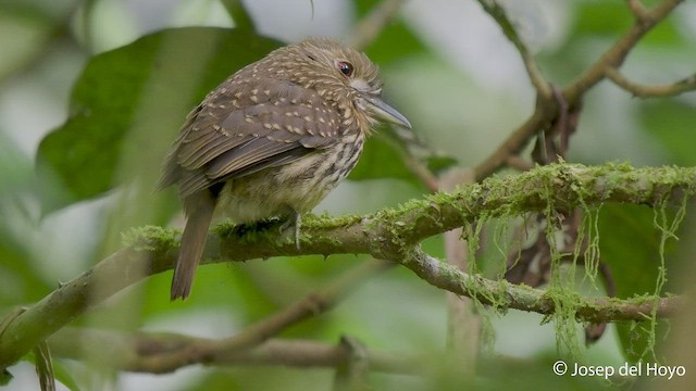 White-whiskered Puffbird - ML549940771