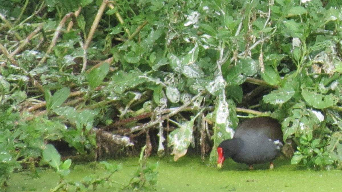 Common Gallinule - ML549940881