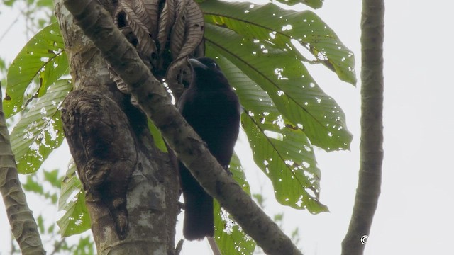 Purple-throated Fruitcrow - ML549940951