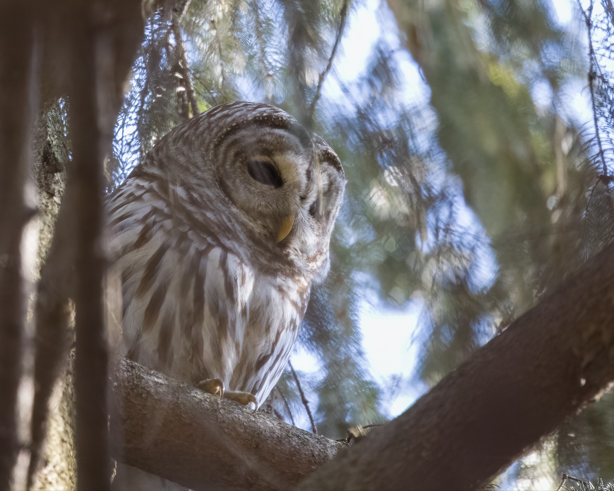 Barred Owl - ML549941121