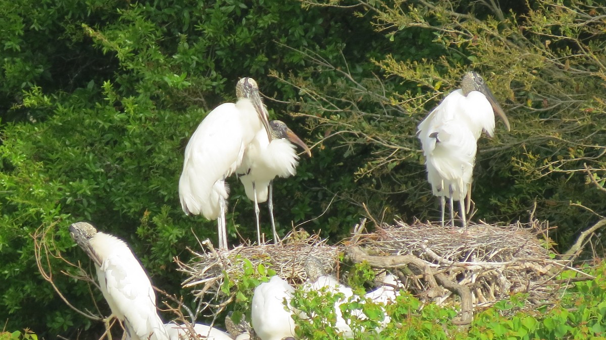 Wood Stork - ML549941341