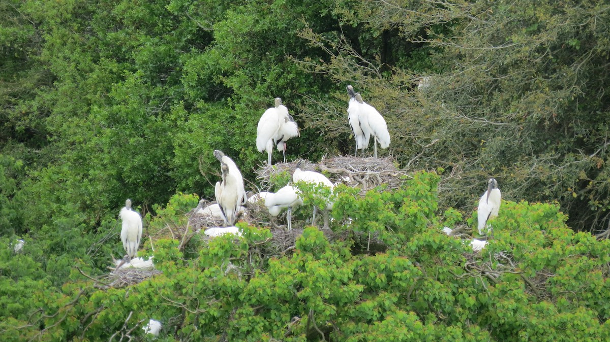 Wood Stork - ML549941911