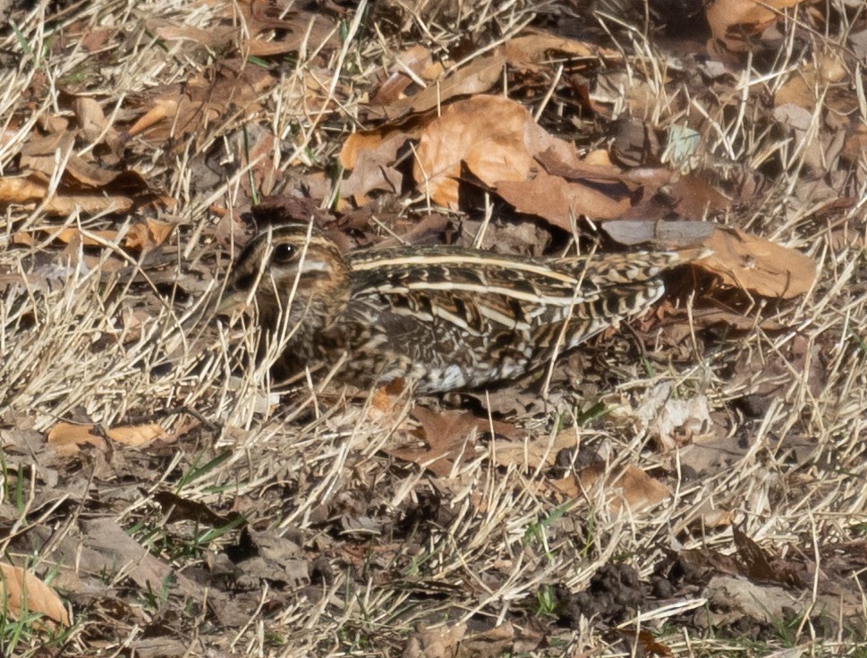 Wilson's Snipe - ML549941971