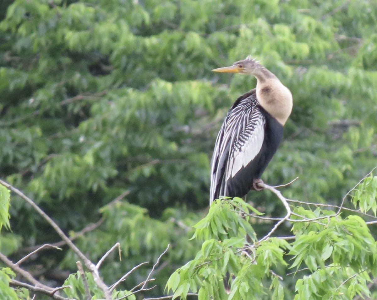 anhinga americká - ML549942481