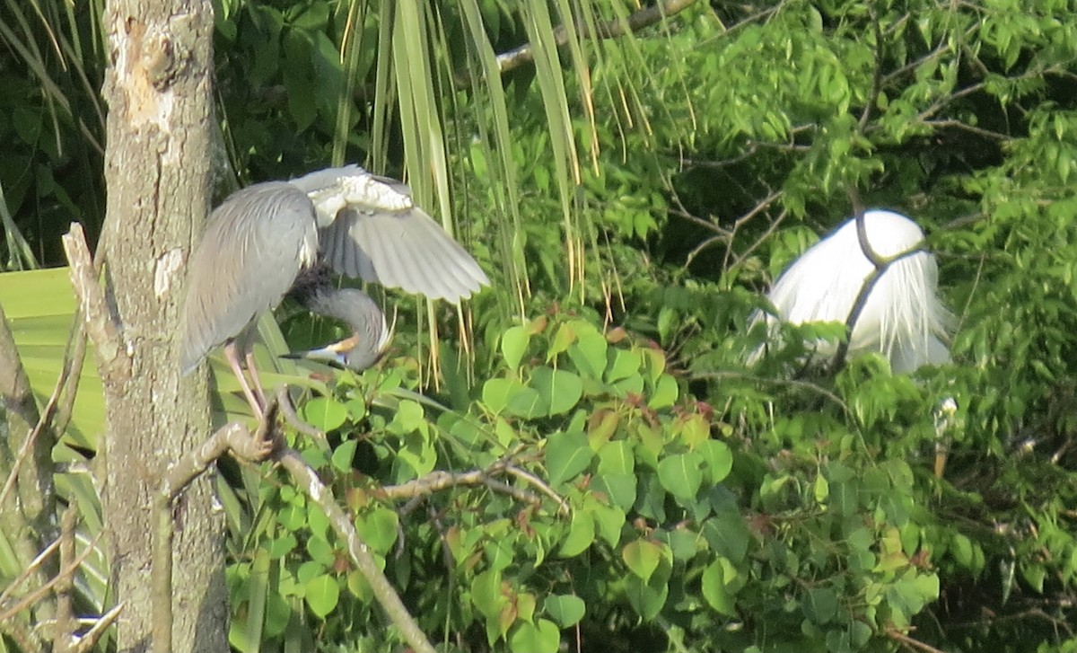 Tricolored Heron - ML549942871