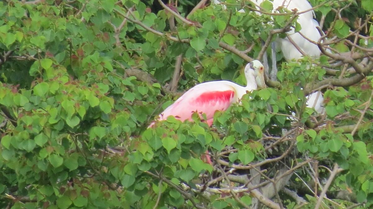 Roseate Spoonbill - Tim Neidenbach