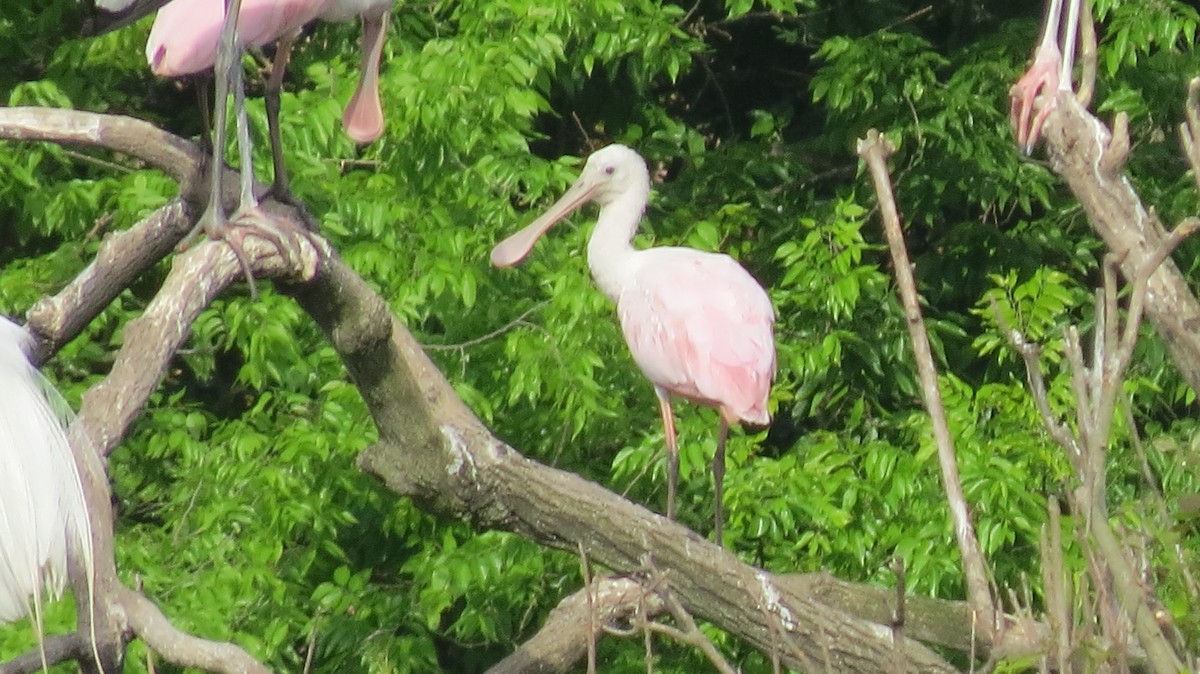 Roseate Spoonbill - ML549943151