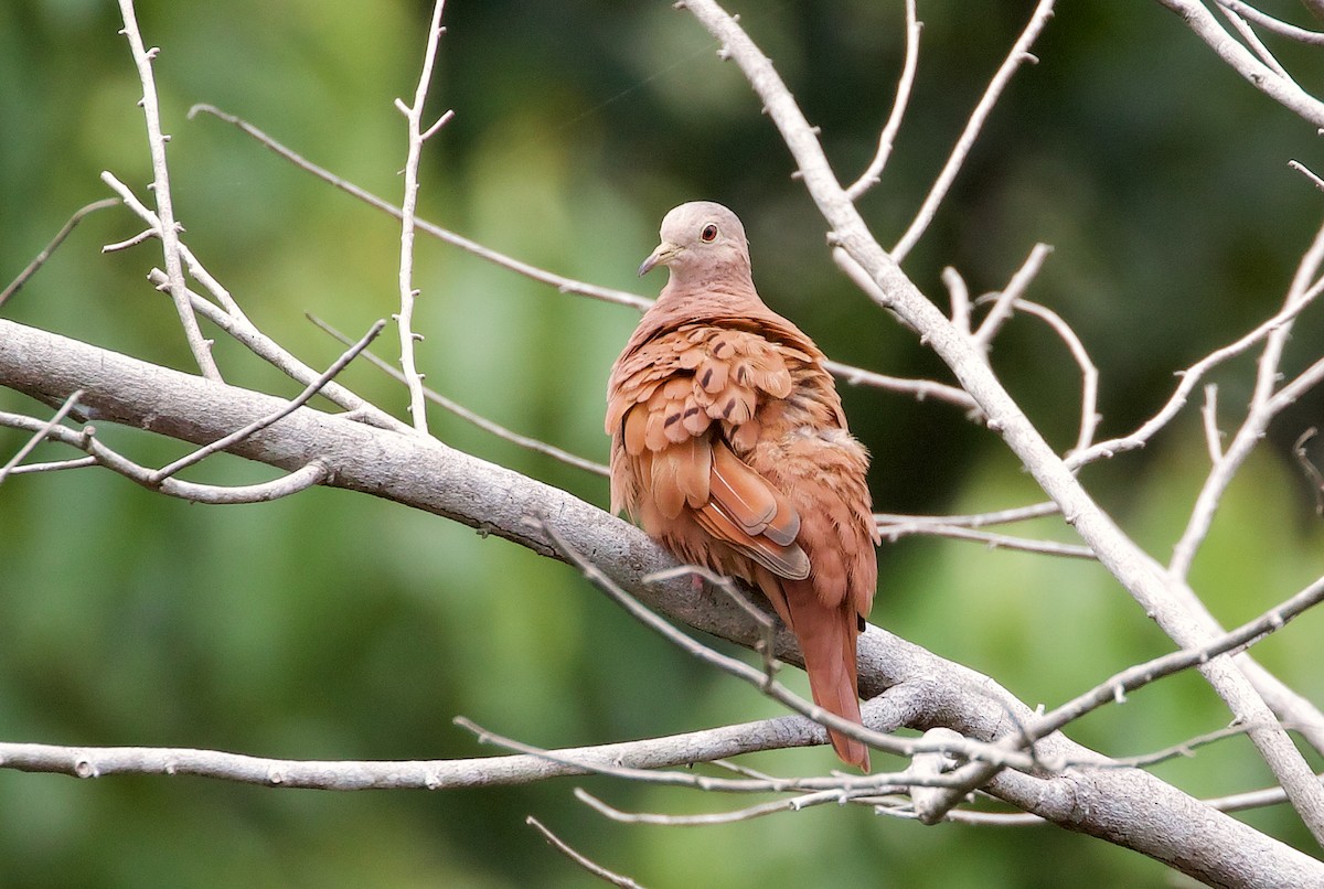 Ruddy Ground Dove - ML549943481