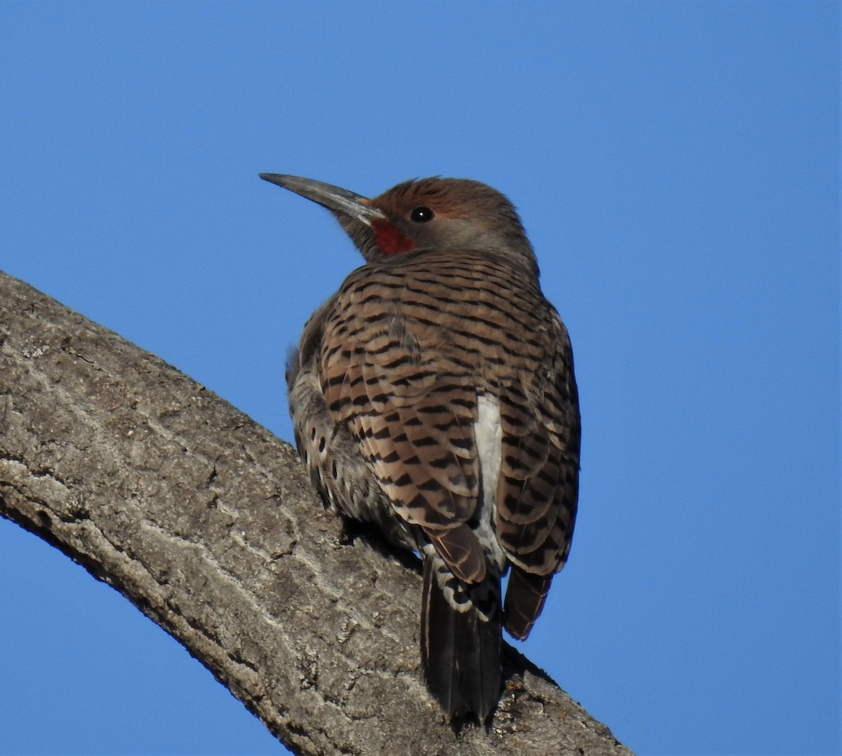 Northern Flicker - ML549943781