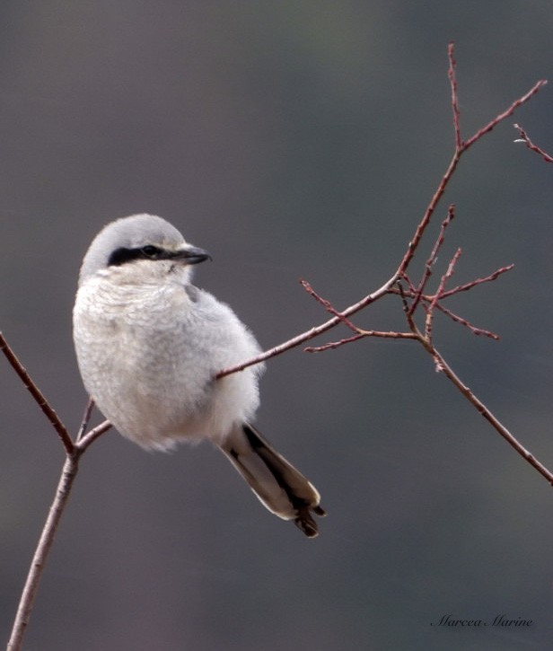 Northern Shrike - Marcea Marine