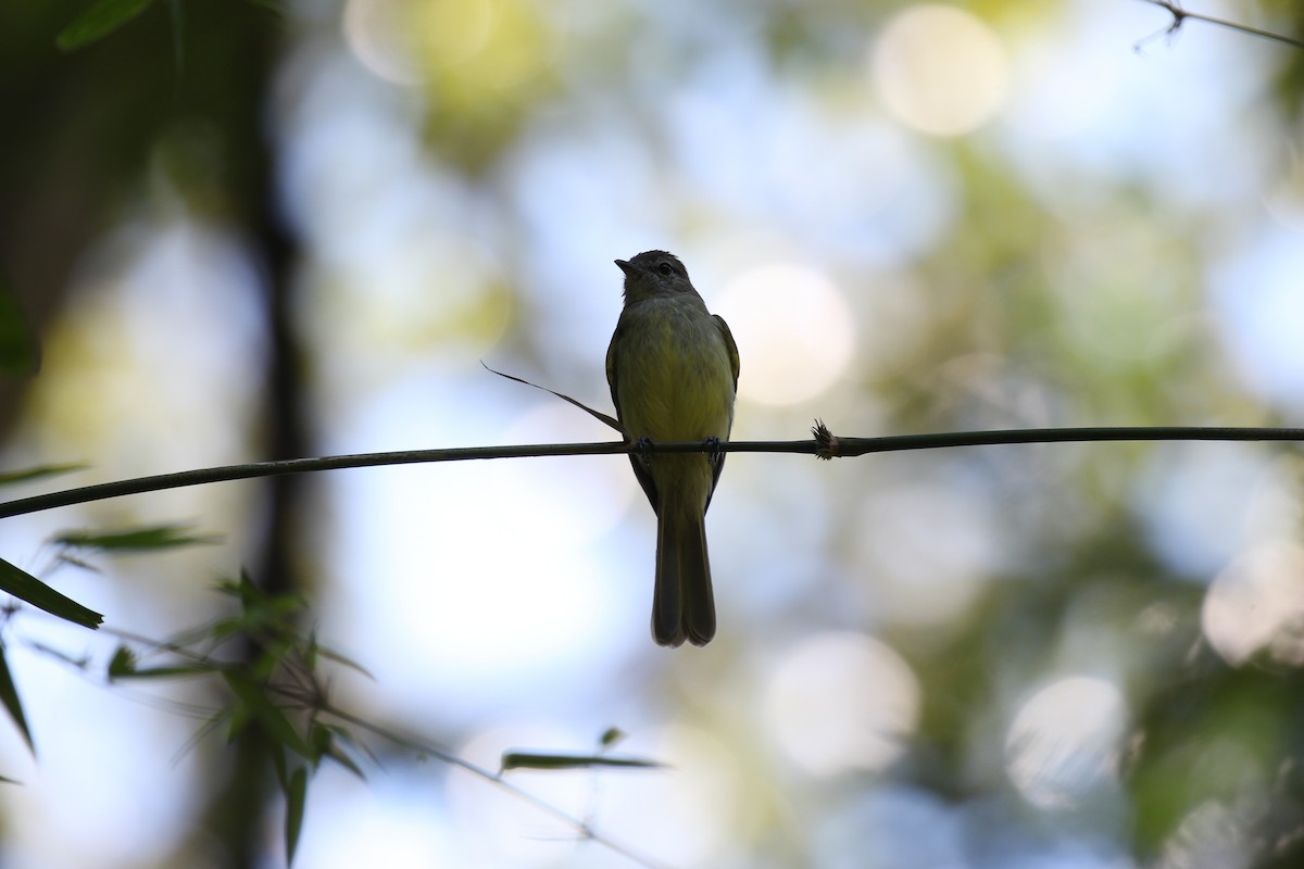 Greenish Elaenia - Lauri Mattle