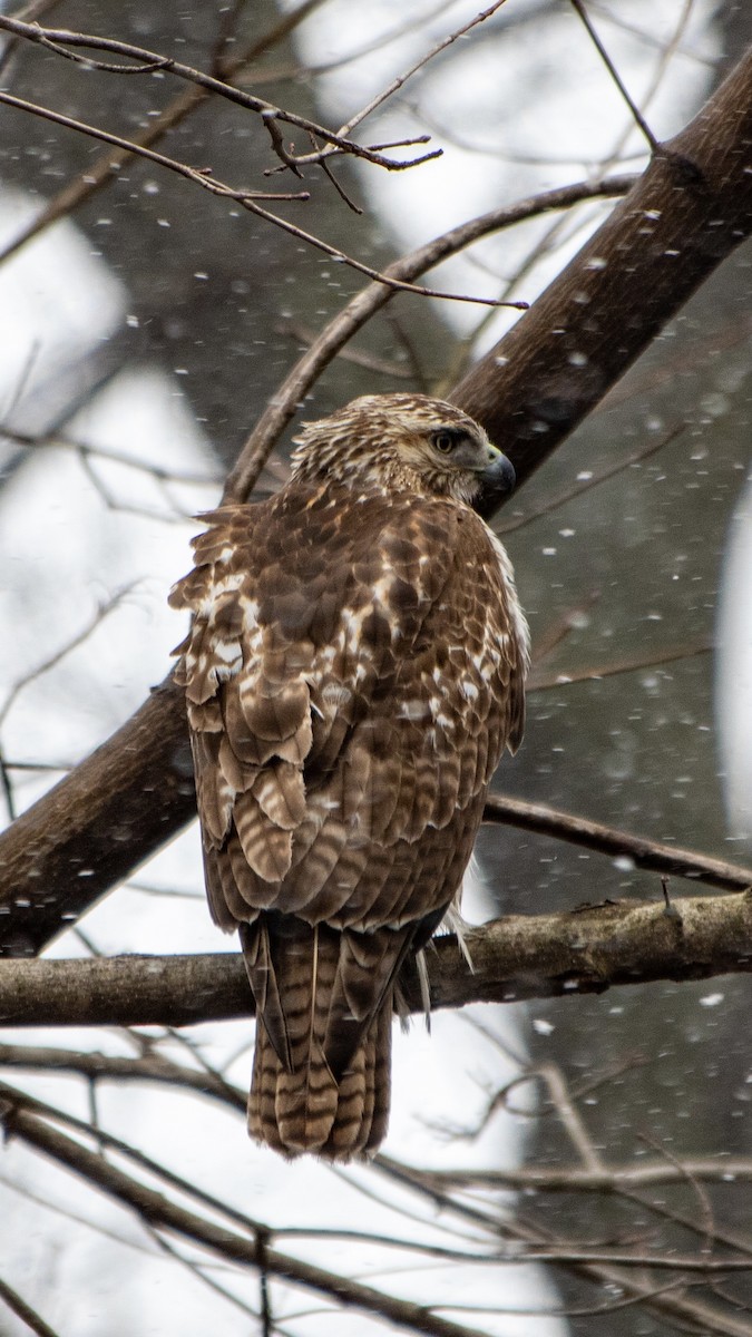 Red-tailed Hawk - ML549944561