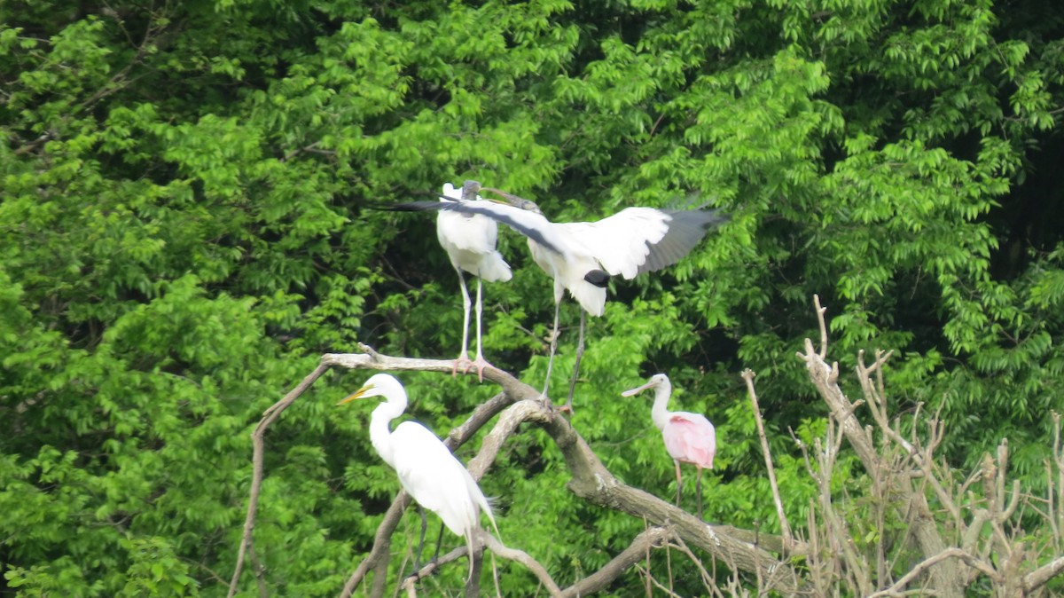 Great Egret - ML549944871