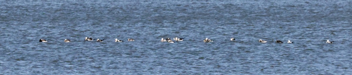 Long-tailed Duck - ML549945411