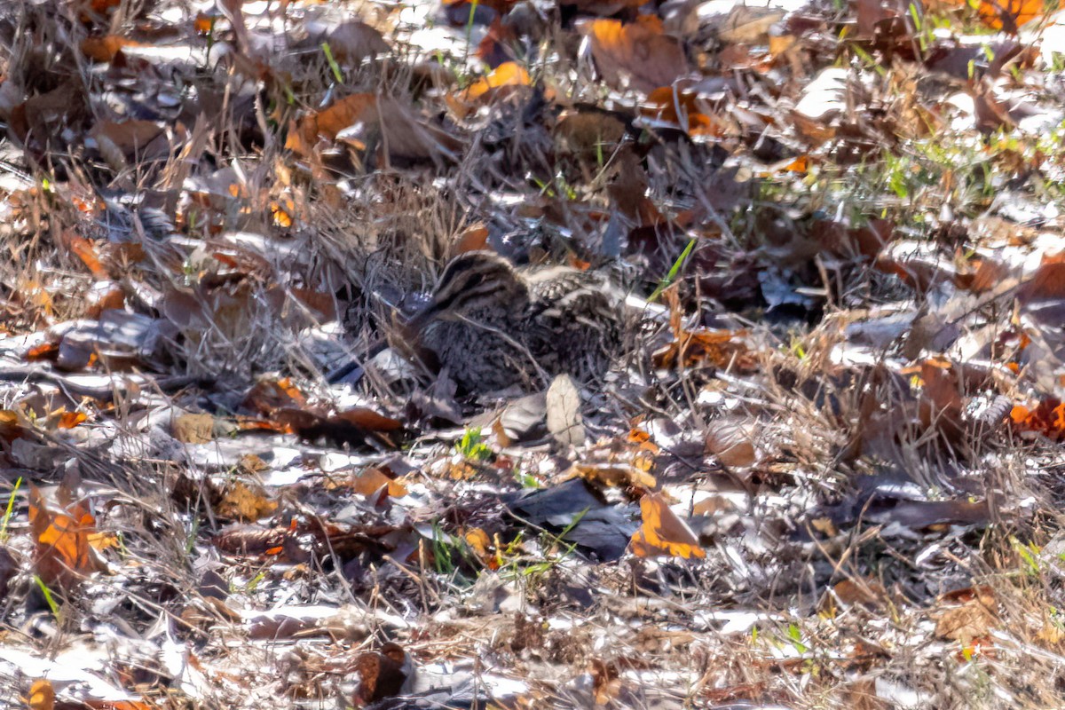 Wilson's Snipe - ML549945941