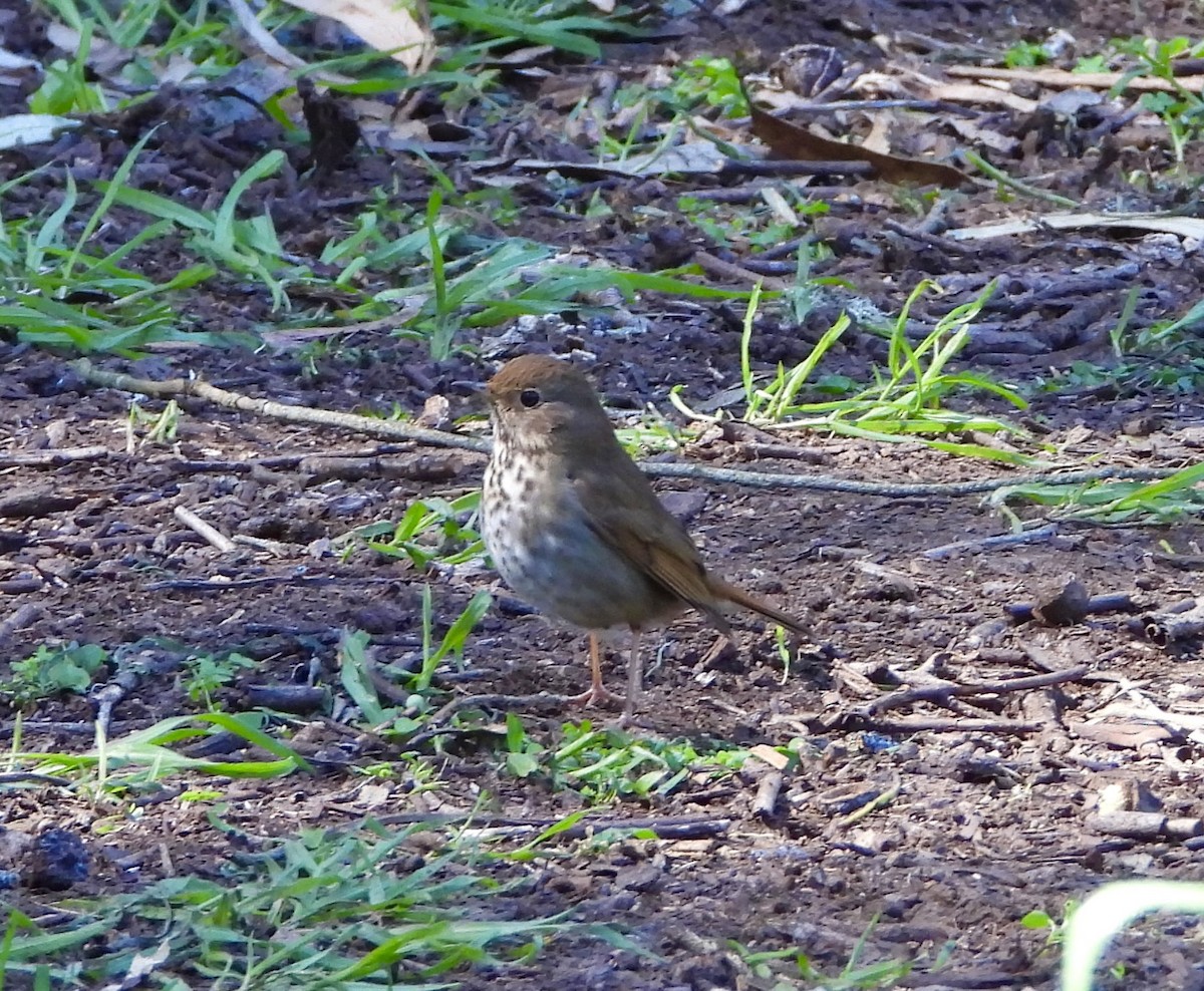 Hermit Thrush - ML549947031