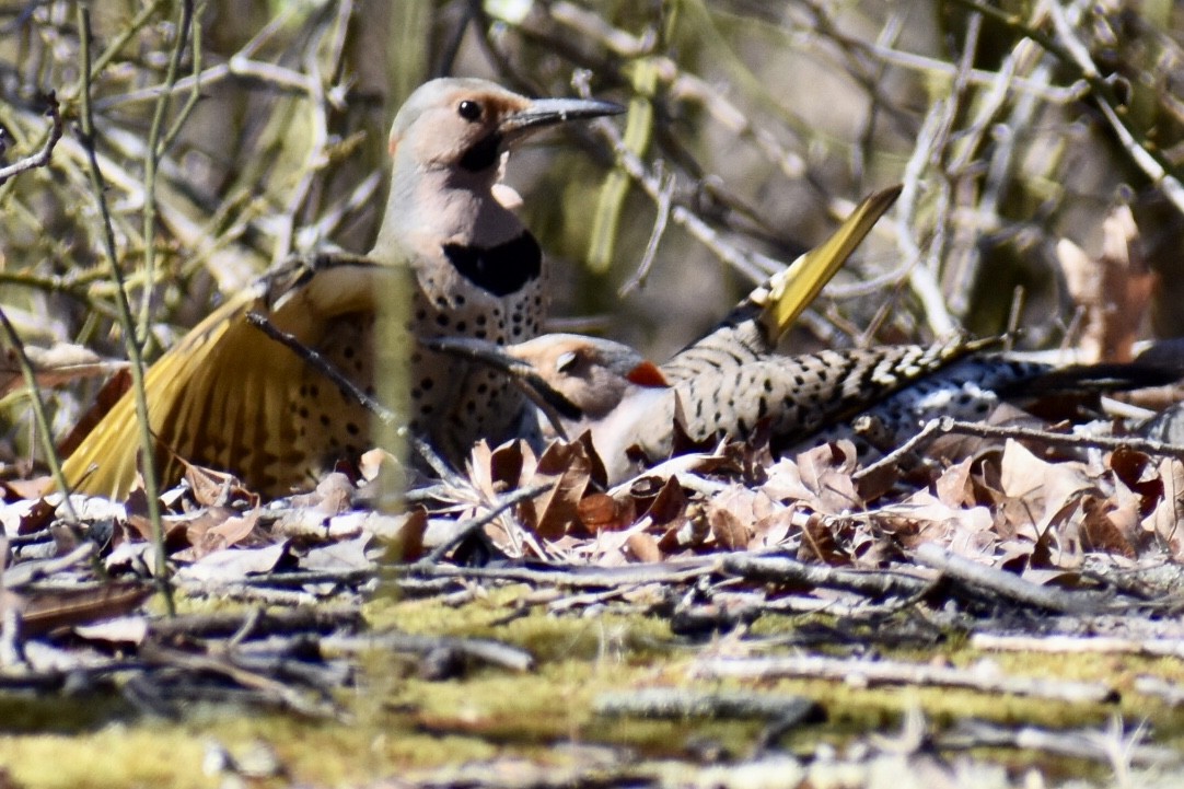 Northern Flicker (Yellow-shafted) - ML549947131