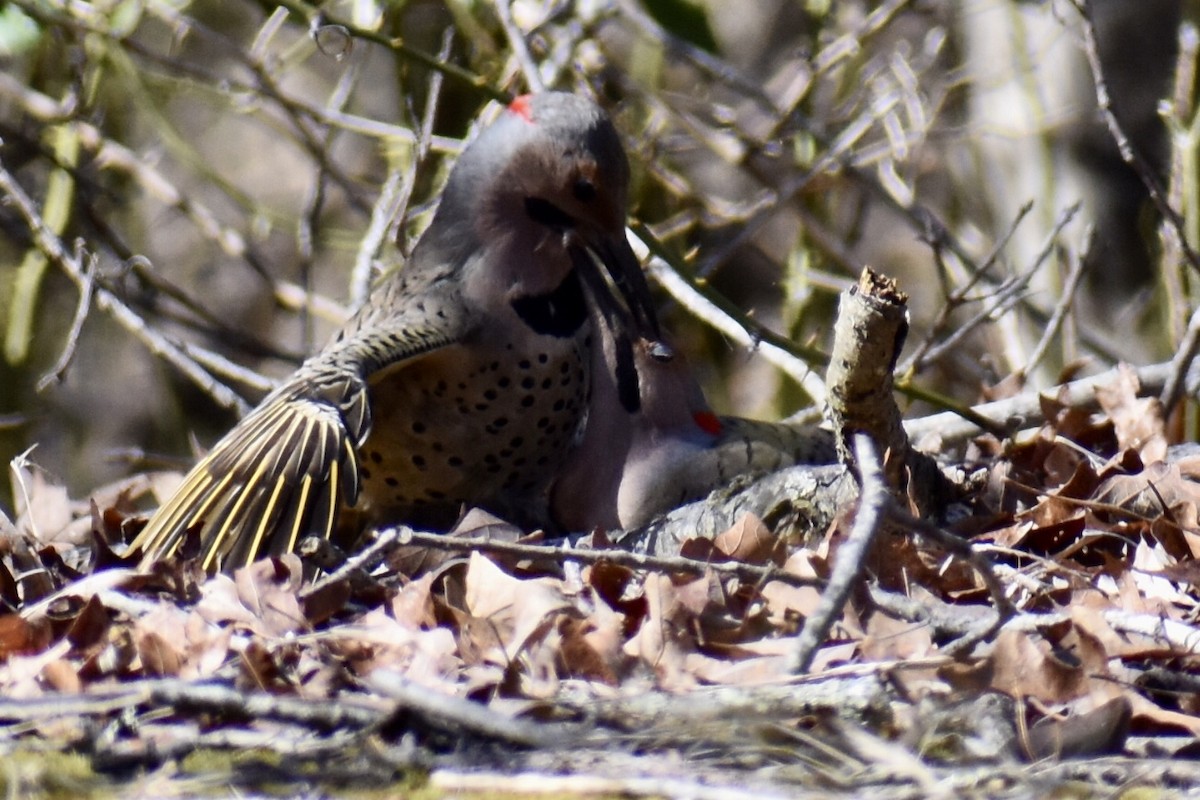 Northern Flicker (Yellow-shafted) - ML549947141