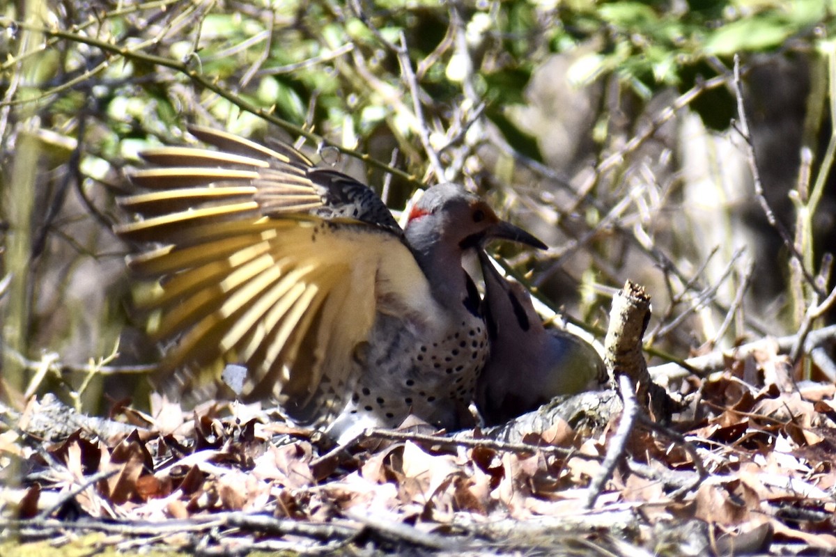 Northern Flicker (Yellow-shafted) - ML549947151