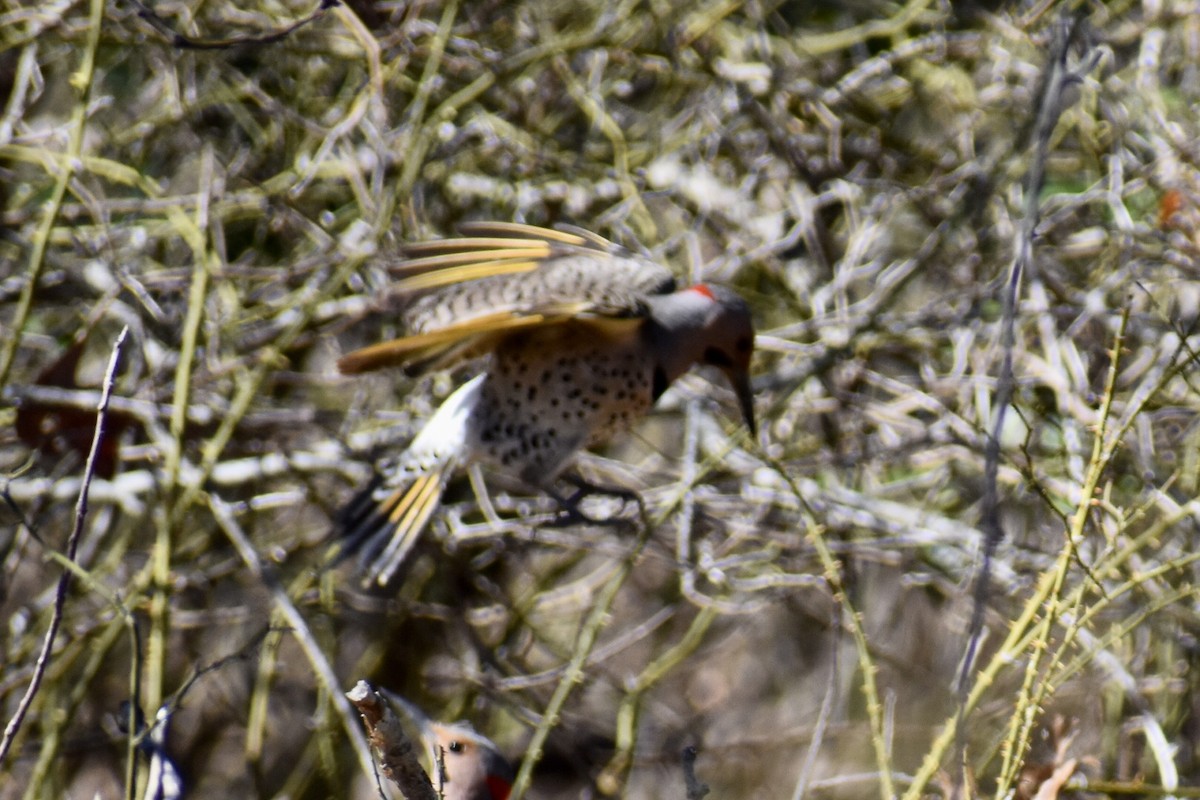 Northern Flicker (Yellow-shafted) - ML549947161