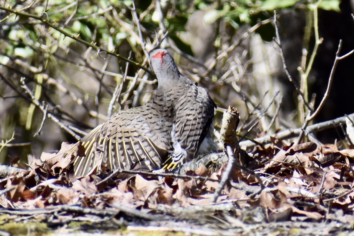 Northern Flicker (Yellow-shafted) - ML549947171