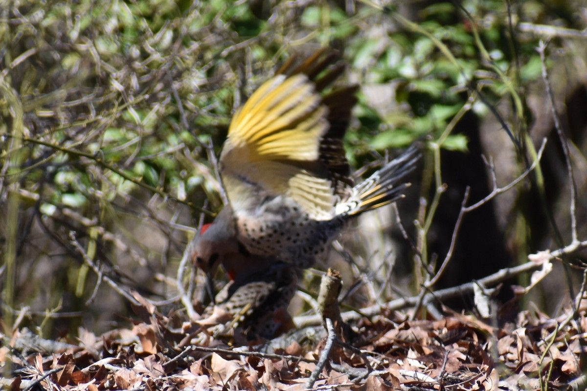Northern Flicker (Yellow-shafted) - ML549947181