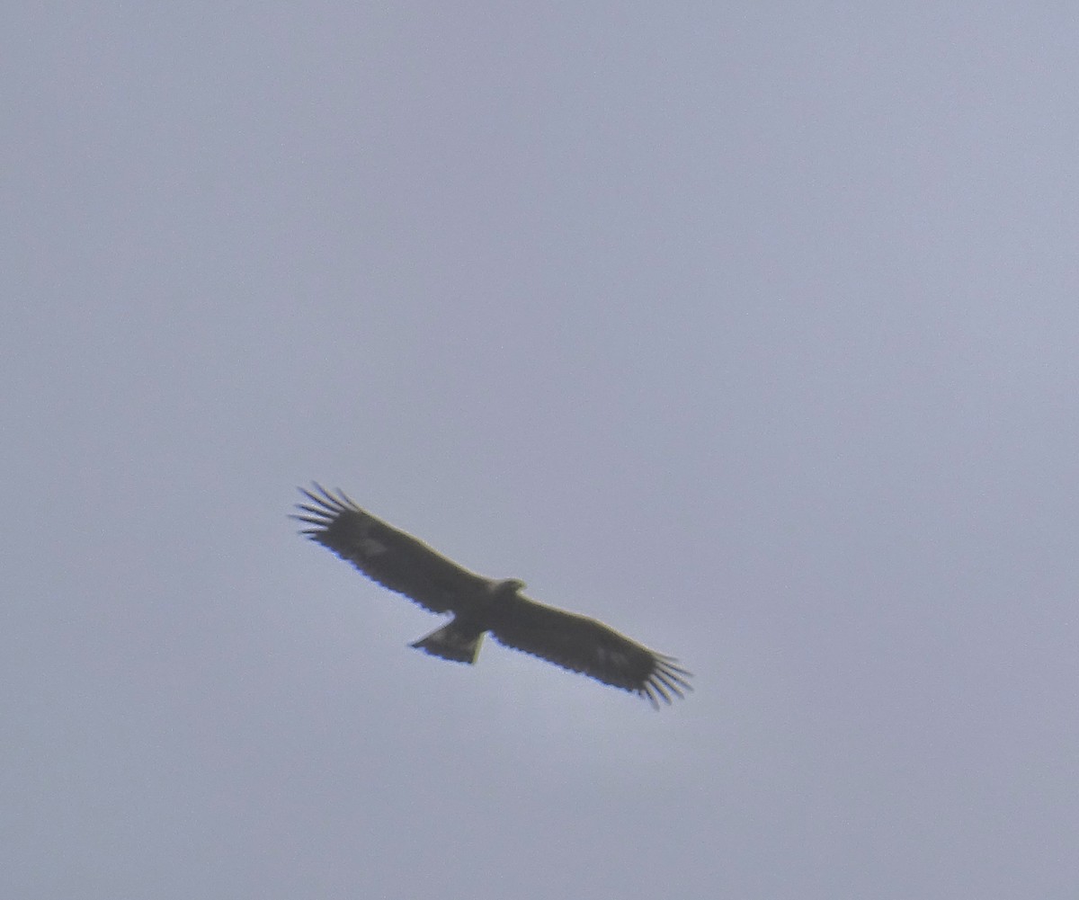 Golden Eagle - Wayne Scott