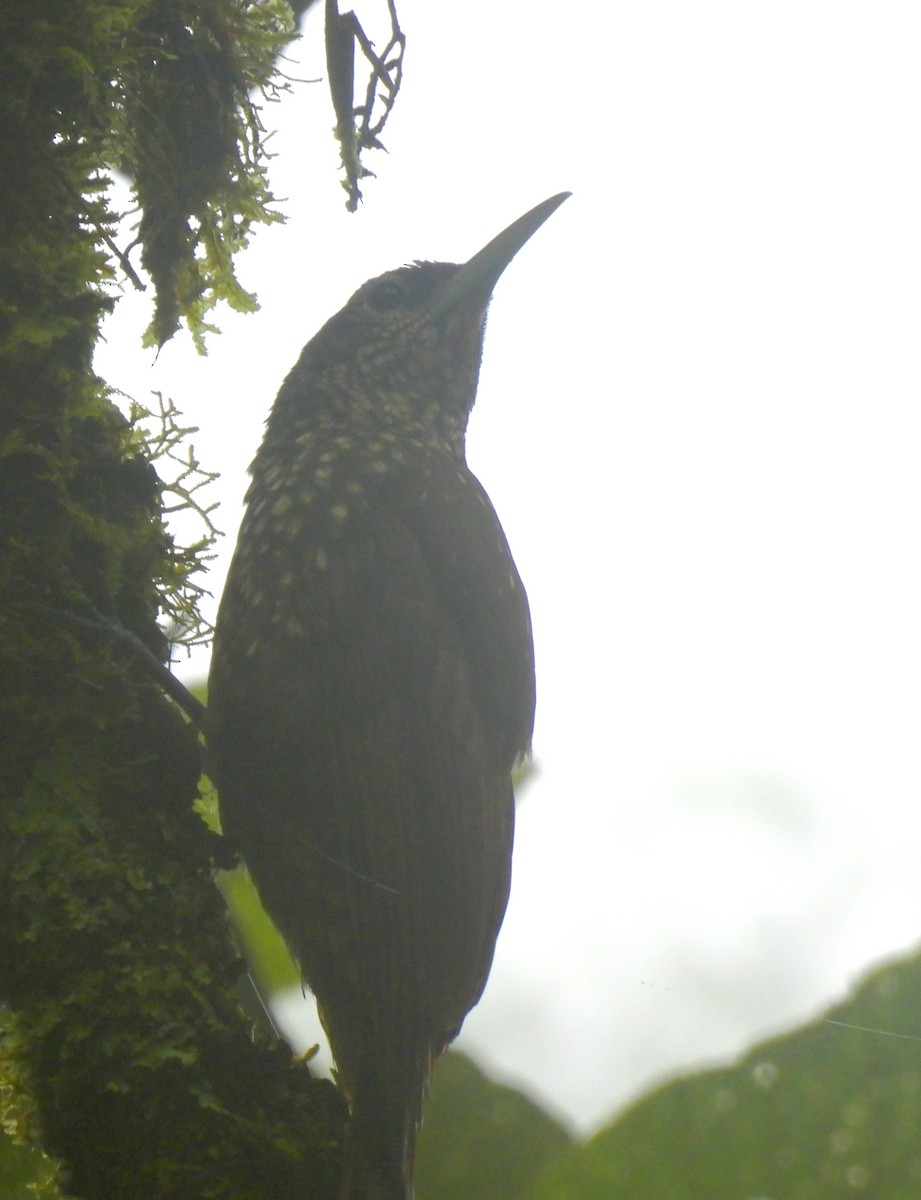 Spotted Woodcreeper - ML549947911