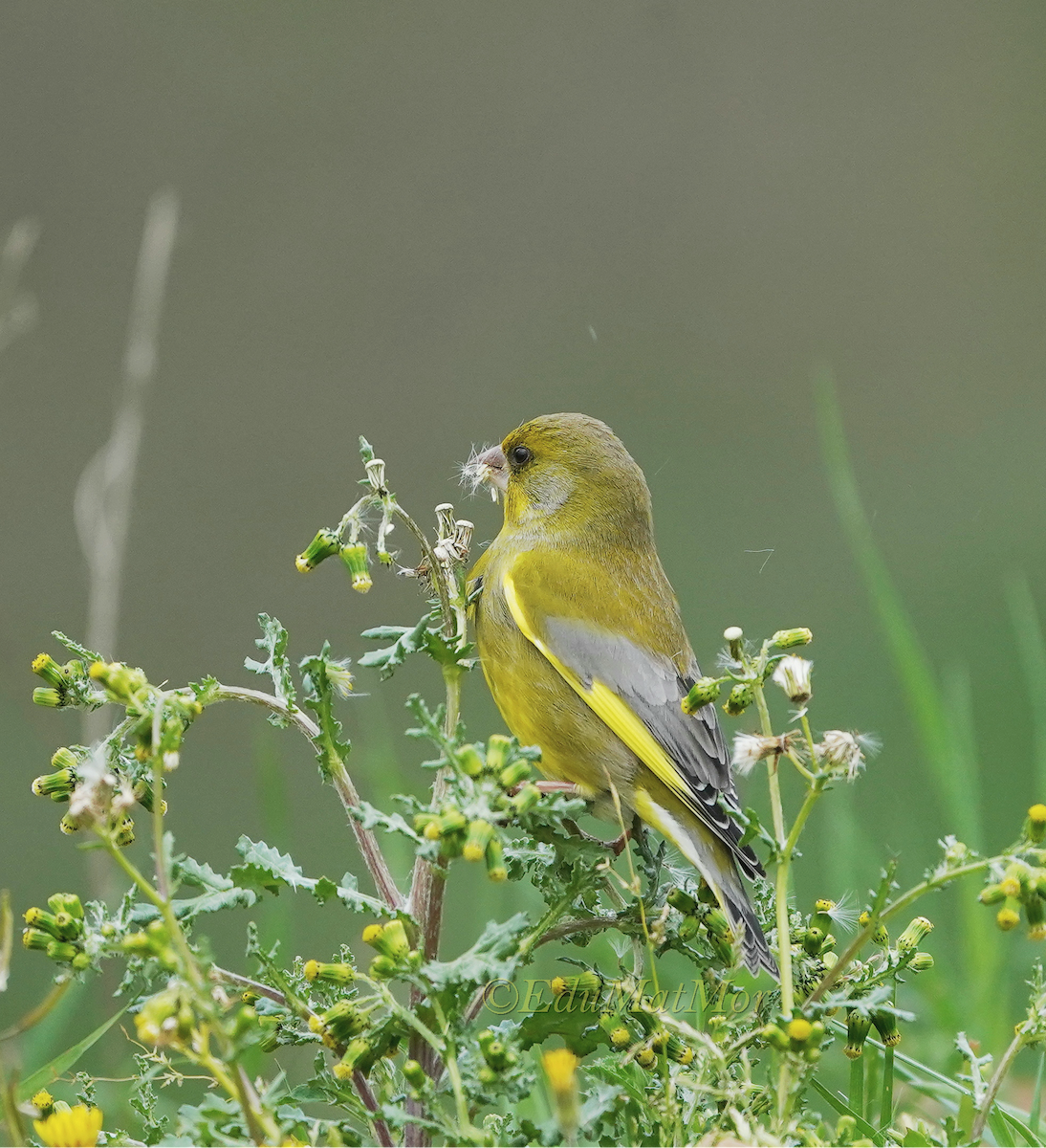 European Greenfinch - ML549950361