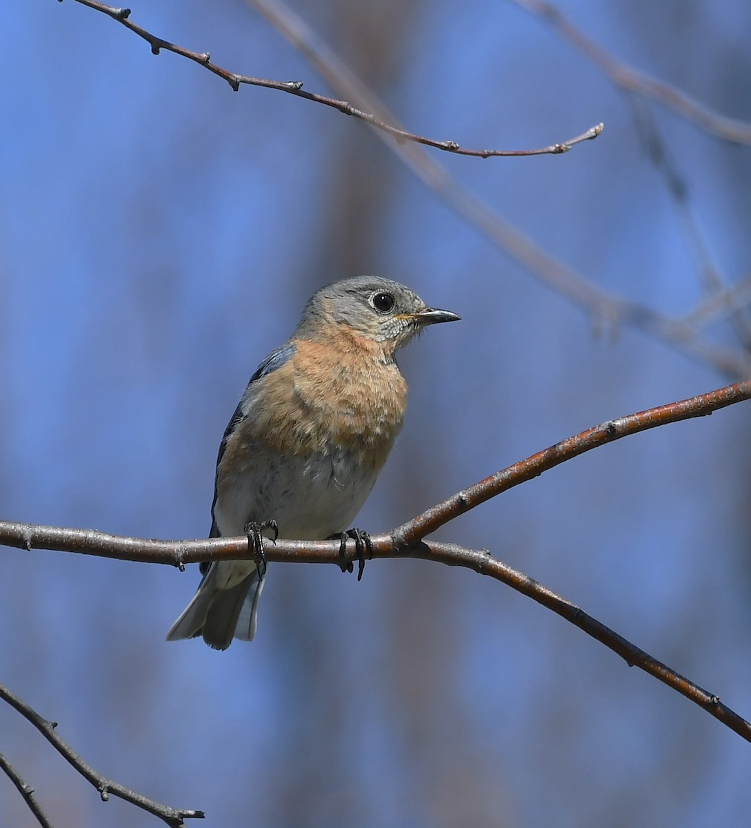 Eastern Bluebird - ML549950391