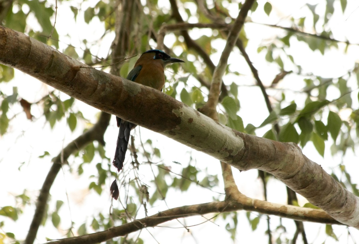 Lesson's Motmot - ML54995121