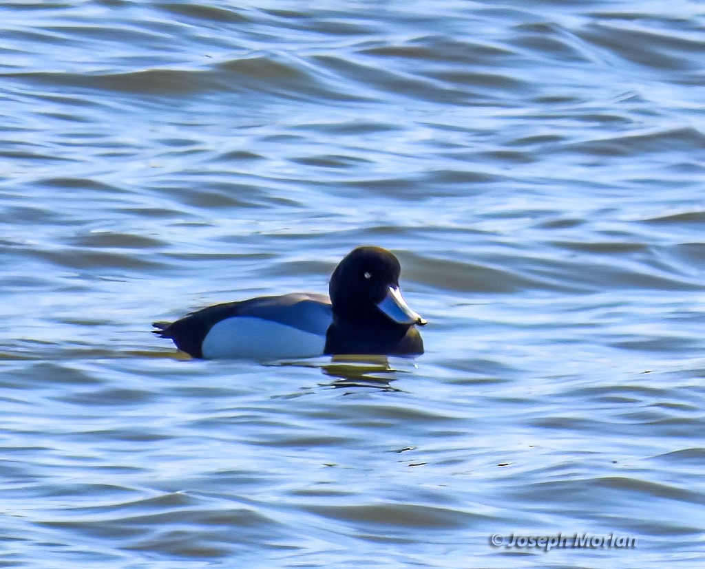 Greater Scaup - ML549952451