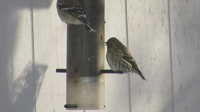 Pine Siskin - ML549953071