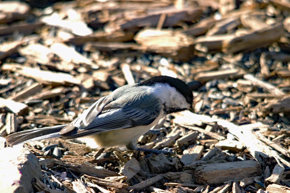 Black-capped Chickadee - ML549953971