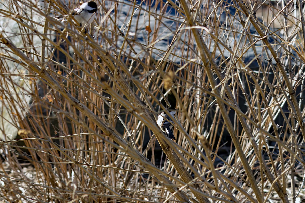 Black-capped Chickadee - ML549954001