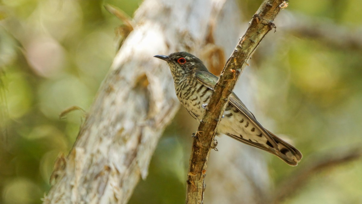 Little Bronze-Cuckoo (Little) - ML549954291