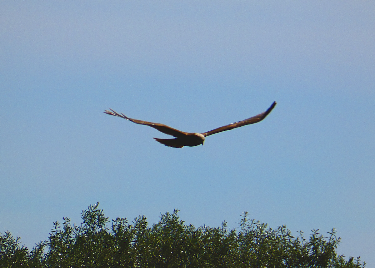 Western Marsh Harrier - Susana Coelho