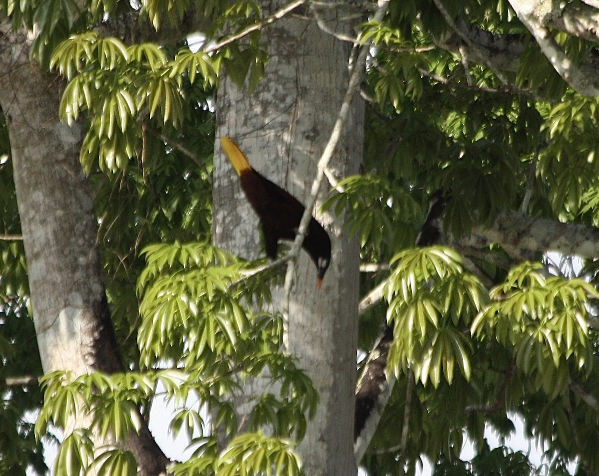 Montezuma Oropendola - ML54995571