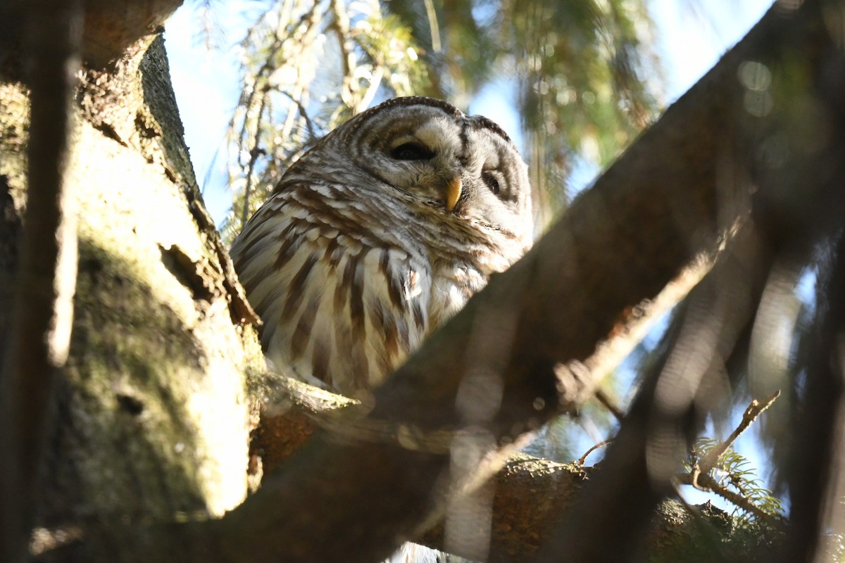 Barred Owl - ML549958711
