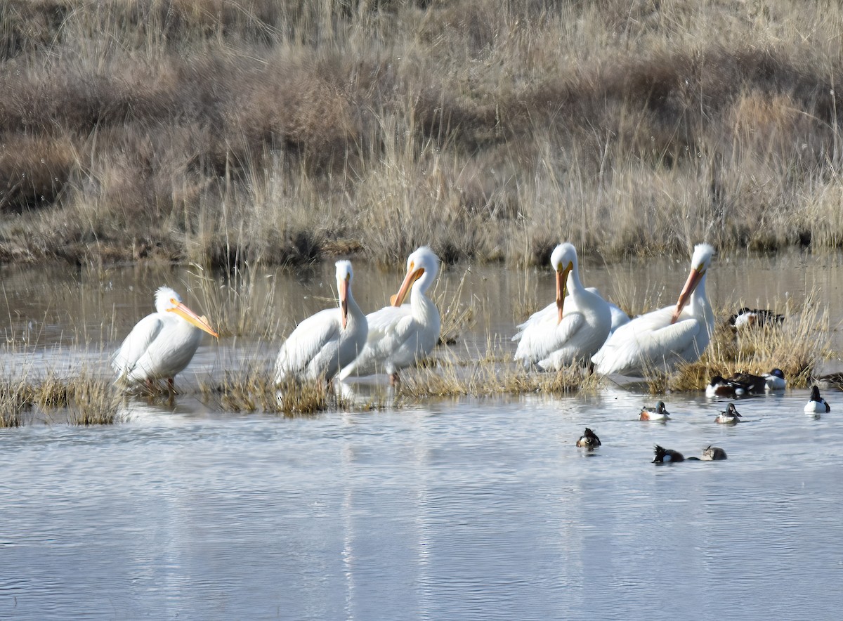 American White Pelican - ML549959971