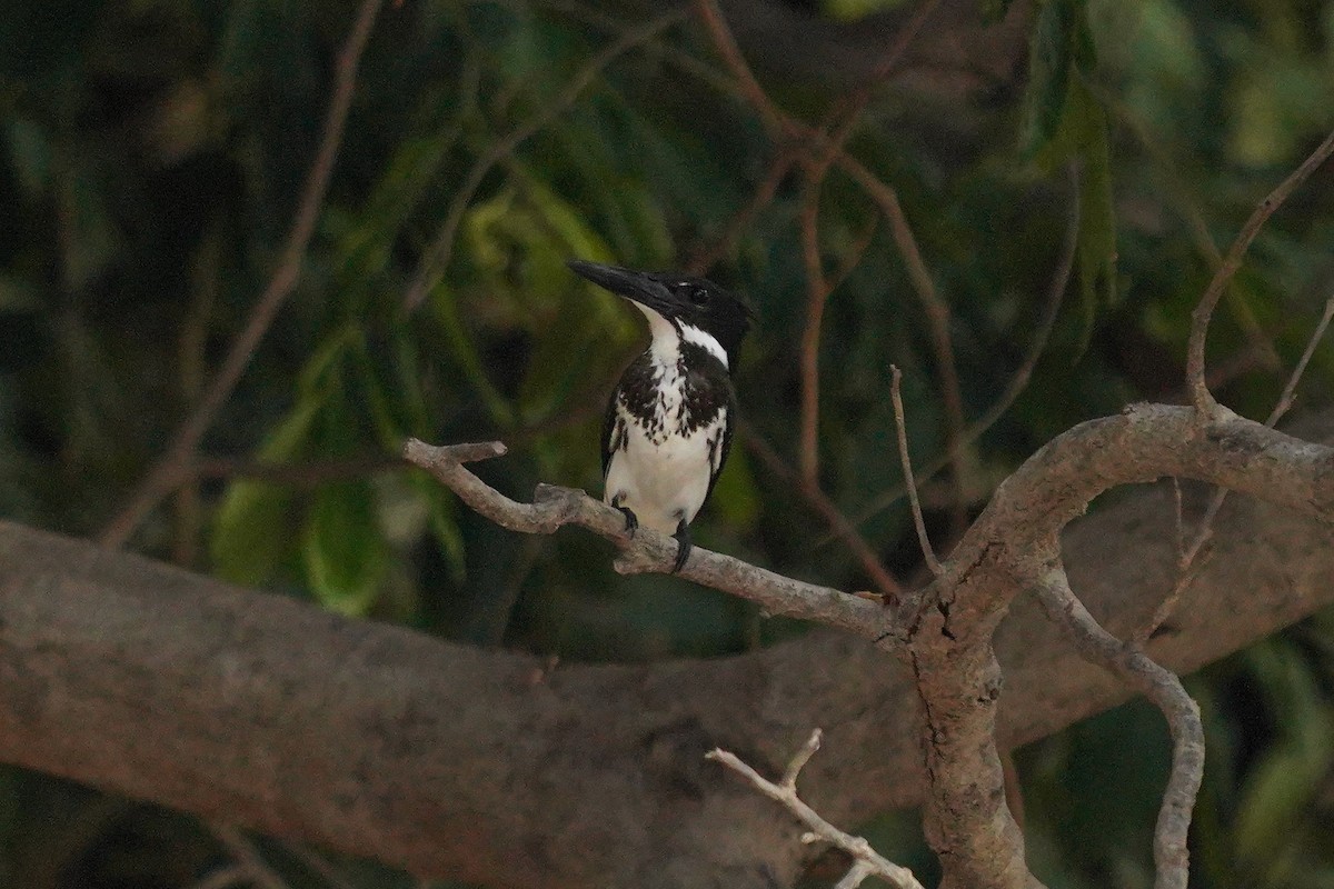 Amazon Kingfisher - ML549960731