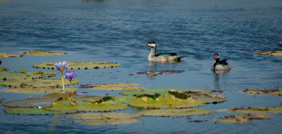 Green Pygmy-Goose - ML549961211