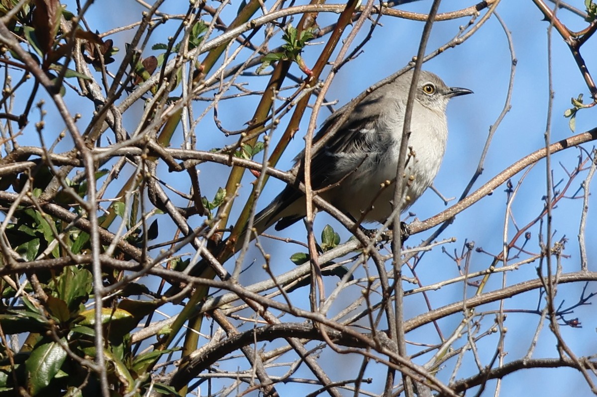 Northern Mockingbird - ML549961541