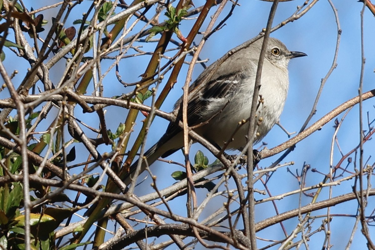 Northern Mockingbird - Daniel Morton