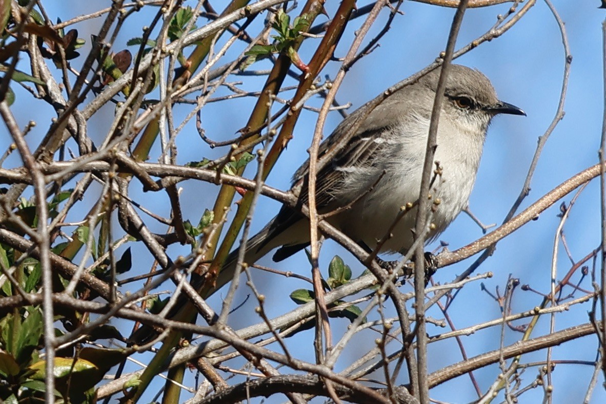 Northern Mockingbird - ML549961561