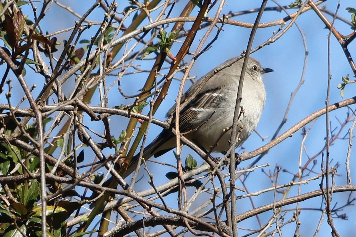 Northern Mockingbird - ML549961571