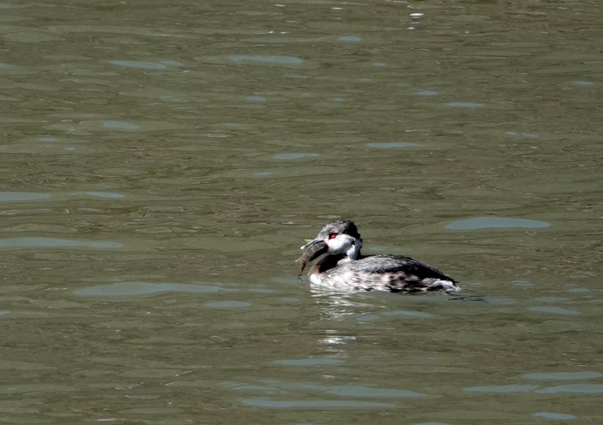 Horned Grebe - ML549961981