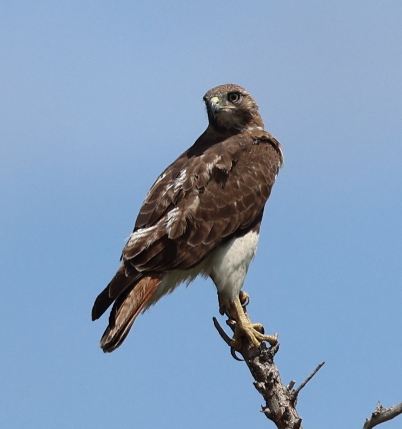Red-tailed Hawk - ML549962291