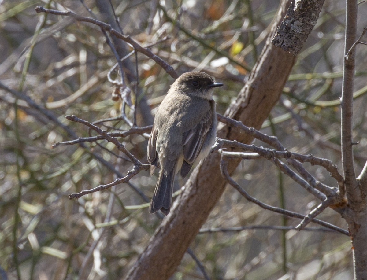 Eastern Phoebe - ML549962501